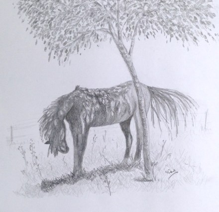 The horse under the tree